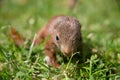 Little squirrel baby Royalty Free Stock Photo