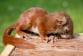 Little squirrel baby Royalty Free Stock Photo