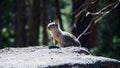 Little chipmunk looking for the food Sciurus vulgaris