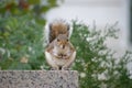 The little squirrel Royalty Free Stock Photo