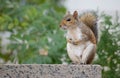 The little squirrel Royalty Free Stock Photo