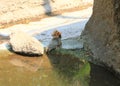 Squirrel drinking water from a manmade pond