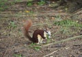 The little squirrel are eating a grass. Royalty Free Stock Photo