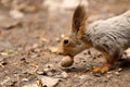 Little squirrel eating nut Royalty Free Stock Photo