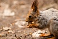 Little squirrel eating nut Royalty Free Stock Photo