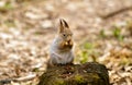 Little squirrel eating nut Royalty Free Stock Photo
