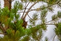 Little squirrel eating a nut high up in a tree Royalty Free Stock Photo