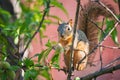 Little squirrel eating peach tree fruit Royalty Free Stock Photo