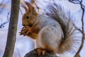 Little squirrel eats delicious nuts Royalty Free Stock Photo