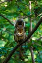 The little squirrel feasting high up in a tree