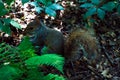 The little squirrel feasting high up in a tree