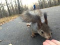 Little squirrel