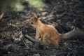 Little squirrel forest runs on ground.