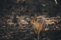 Little squirrel forest runs on ground.