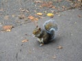 A little squirrel holding and eating a nut in the park