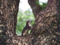 The little squirrel are interested in something. Royalty Free Stock Photo