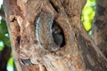 Little squirrel looking at us with very funny face Royalty Free Stock Photo