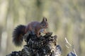 Little squirrel on a rock