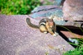 Little Squirrel on a rock in summer season Royalty Free Stock Photo