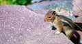 Little Squirrel on a rock in summer season Royalty Free Stock Photo