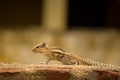 Little squirrel running portrait