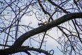 Little squirrel runs along a tree branch in the park