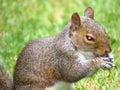 little squirrel sits on the grass in the park and eats a nut Royalty Free Stock Photo