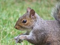 little squirrel sits on the grass in the park and eats a nut Royalty Free Stock Photo