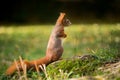 Little squirrel sits in the woods Royalty Free Stock Photo