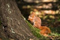 Little squirrel sits in the woods Royalty Free Stock Photo