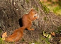 Little squirrel sits in the woods Royalty Free Stock Photo