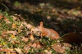 Little squirrel sits in the woods Royalty Free Stock Photo