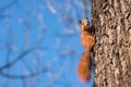 Little squirrel sits in the woods Royalty Free Stock Photo