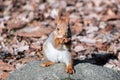 Little squirrel sitting on stone in autumn park and eating nut Royalty Free Stock Photo