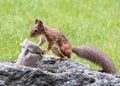 Little squirrel sitting on a stone and stealing nuts from sack c