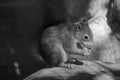 Little squirrel sitting on stone in winter park and eating nut Royalty Free Stock Photo