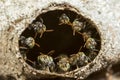 Little stingless bees aligned around the entrance to their hive