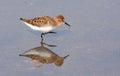 Little stint Royalty Free Stock Photo