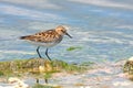 Little stint Royalty Free Stock Photo