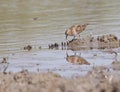 Little stint Royalty Free Stock Photo