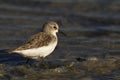 Little Stint Royalty Free Stock Photo