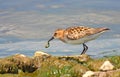 Little stint (calidris minuta) Royalty Free Stock Photo