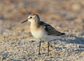 The little stint Calidris minuta Royalty Free Stock Photo