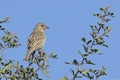 Female Italian Sparrow