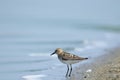 Little Stint Calidris minuta Royalty Free Stock Photo