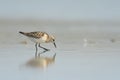 Little Stint Calidris minuta Royalty Free Stock Photo