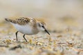 The little stint (Calidris minuta or Erolia minuta) Royalty Free Stock Photo