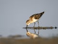 The little stint Calidris minuta feeding Royalty Free Stock Photo