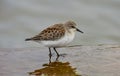 The Little Stint - Calidris minuta in the shallow water Royalty Free Stock Photo
