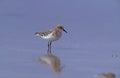 Little stint, Calidris minuta Royalty Free Stock Photo